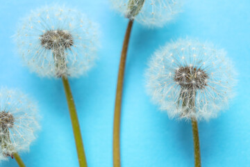 Beautiful dandelions on blue background, closeup