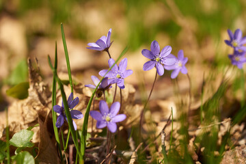 Purple spring flowers in the forest with a blurred background.