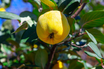 Yellow quince on the branch . Tasty tropical fruit . Quince tree in the garden