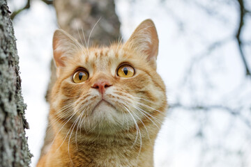 An inquisitive red tabby cat sits on a tree trunk in the spring close-up