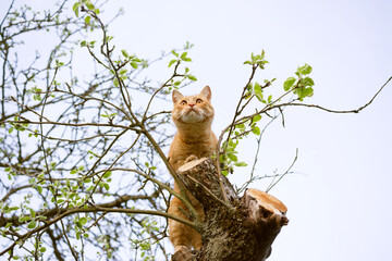 An inquisitive red tabby cat sits high on a tree trunk in spring against the sky
