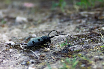 Bug of the unknown species freely walking on the ground in nature. Adobe RGB color space.