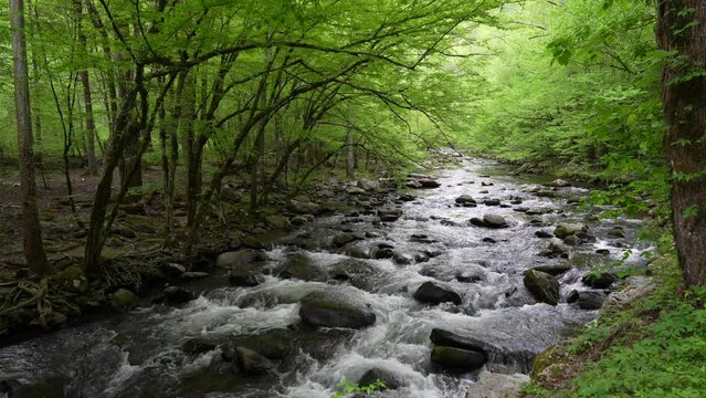Great Smokey Mountains National Park Stream
