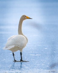 Obraz premium Northen swan on ice on a sunnny spring day.