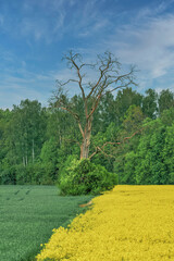 Springtime landscape with withered tree and rape field