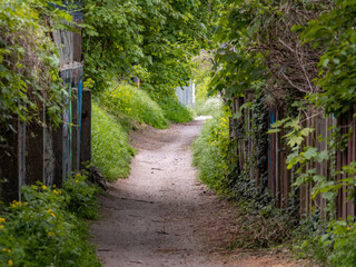 Naklejka premium Dirt path in the green nature in between allotment gardens. Footpath in a natural park. Sunlight is shining on the gravel trail. Environment in Germany.