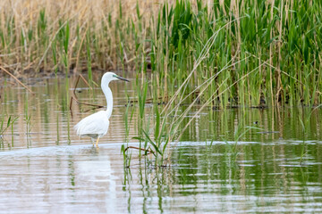White great egret fishing in the water reeds in the delta of Volga river