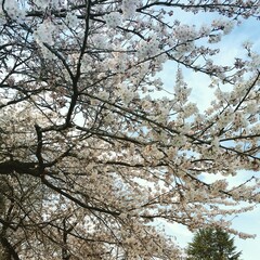 cherry blossom tree
