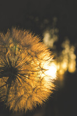 flower heads at sunset © Karim