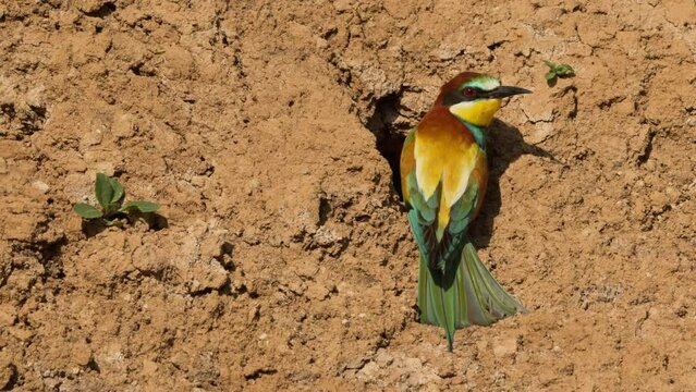 European bee-eater or Merops apiaster. Colorful tropical bird