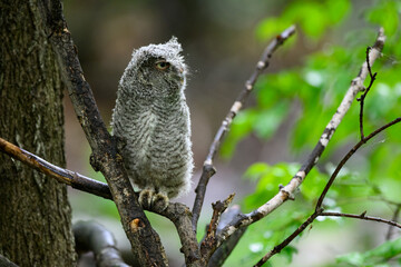 Eastern Screech Owl owlet fledgling sitting on a stick on rainy morning in spring on green background