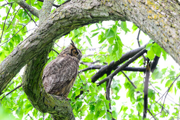 Great Horned Owl resting in tree in spring, portrait