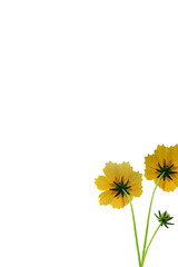 yellow flowers in a white background 