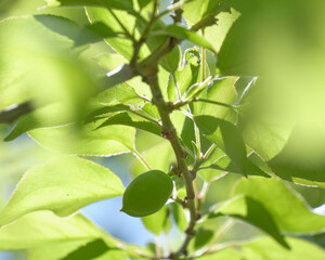 札幌市平岡公園梅林の成長中の梅の実 / Growing Japanese apricot fruit in Hiraoka...