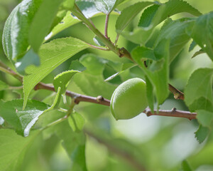 札幌市平岡公園梅林の成長中の梅の実 / Growing Japanese apricot fruit in Hiraoka...