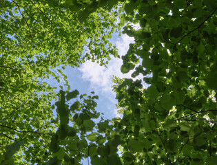 木々の間から見える雲 / Clouds seen through the trees