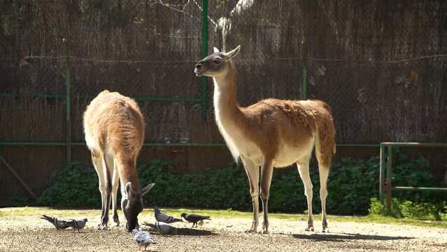 Guanaco (Lama guanicoe) pair in captivity