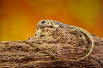 Common garden lizard molting on the tree during summer season. Selective focus with copy space