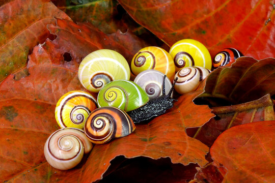 Cuban snail (Polymita picta) world most beautiful land snails from Cuba , its known as "Painted Snails", rare, endangered and protected. Colorful snails, selective focus, copy space