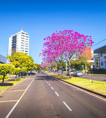 Umuarama city, Paraná, Brazil, avenue with a beautiful pink ipe