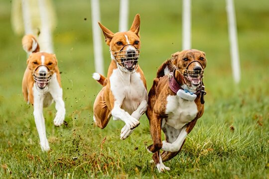 Dog racing training with three basenjis running fast at camera