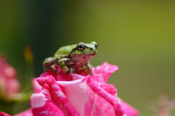 バラの上にのっているアマガエル
