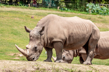 Fototapeta premium Big rhino in jungle from Brazil.