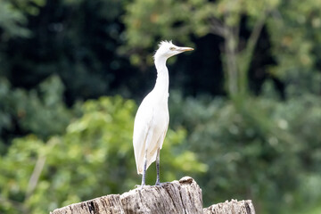 White egret sitting in the branch in forest from Brazil.