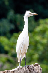 White egret sitting in the branch in forest from Brazil.