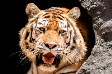 Rare tiger in the jungle.