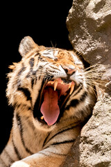 Rare tiger in the jungle.