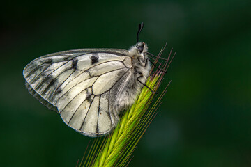 Macro shots, Beautiful nature scene. Closeup beautiful butterfly sitting on the flower in a summer garden.