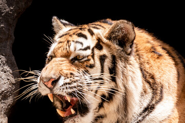 Rare tiger in the jungle.