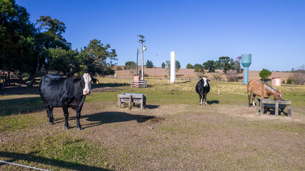 Black cow with a white face and yellow markings on the animal's ear. On a farm in Brazil