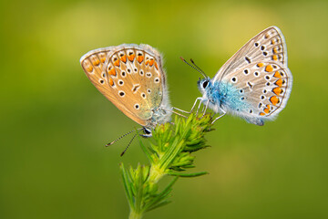Macro shots, Beautiful nature scene. Closeup beautiful butterfly sitting on the flower in a summer garden.