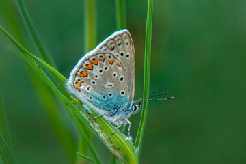 Macro shots, Beautiful nature scene. Closeup beautiful butterfly sitting on the flower in a summer garden.