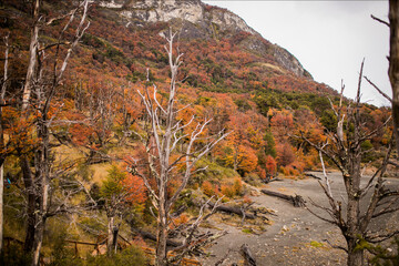 Montaña y  bosque en otoño