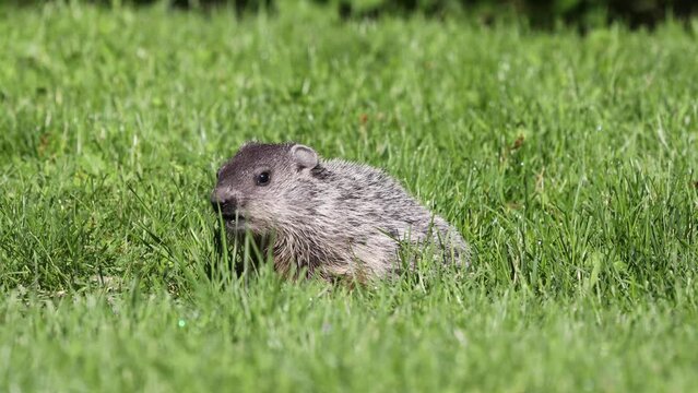 adorable young groundhog chews with its mouth open before hiding in its burrow on a summer morning with a blurry background macro close up wildlife