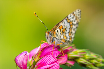 Macro shots, Beautiful nature scene. Closeup beautiful butterfly sitting on the flower in a summer garden.