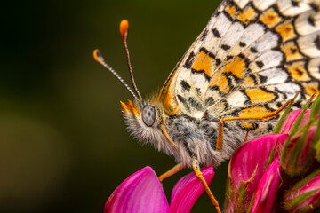 Macro shots, Beautiful nature scene. Closeup beautiful butterfly sitting on the flower in a summer garden.