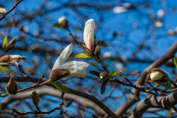 Flowers of white magnolia in the spring.
