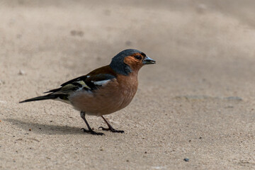 A chaffinch in the park on the path
