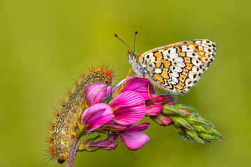 Macro shots, Beautiful nature scene. Closeup beautiful butterfly sitting on the flower in a summer garden.