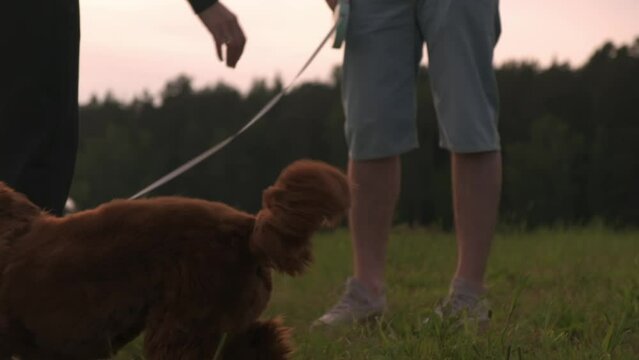 labradoodle walks in nature with the owner