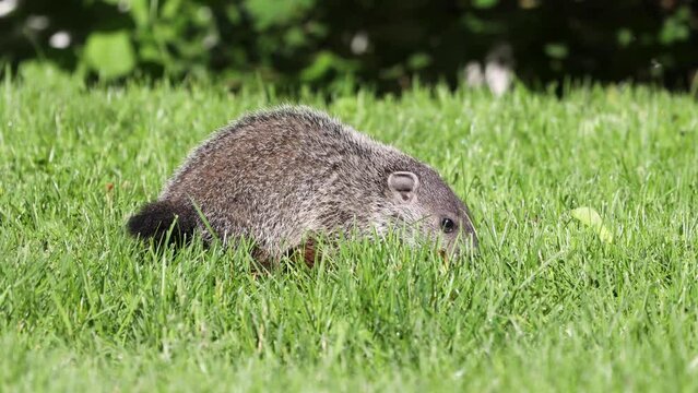 small groundhog scans the grass in search for food on a summer morning close up macro wildlife with a blurry background