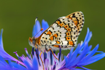 Macro shots, Beautiful nature scene. Closeup beautiful butterfly sitting on the flower in a summer garden.