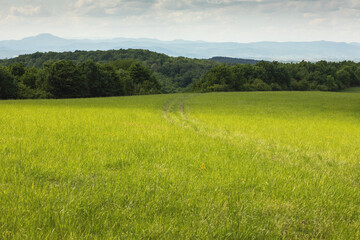 Obraz premium Green meadow on a sunny day.Summer season. High quality photo.