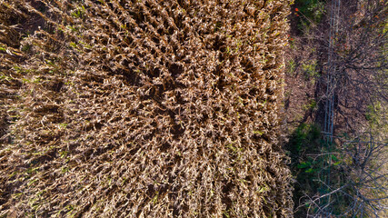 Aerial view of a cornfield in the countryside. On a farm in Brazil. Top view. close up