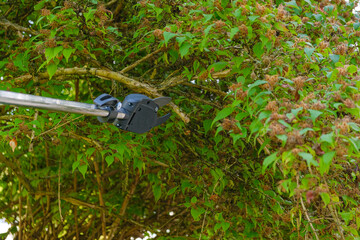 Garden telescopic pruner for pruning branches.Pruning tall trees in the garden.Telescopic shears...
