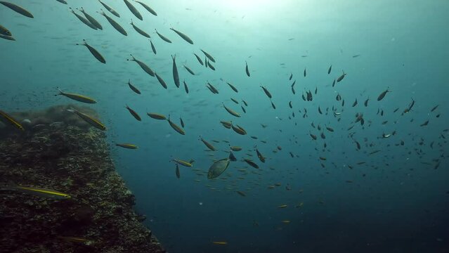 Under Water Film footage - yellow fussilier fish school passes. close to camera - slow motion- Sailrock in Thailand